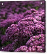 Sedum Flower Detail Acrylic Print