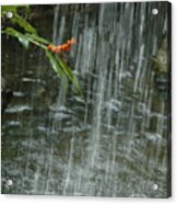 Flower In The Falls Acrylic Print