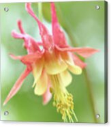 Flower Of Columbine,   Aquilegia Acrylic Print