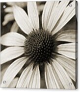 Flower Of Old Acrylic Print