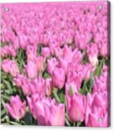Flowerfield With Pink Tulips Acrylic Print