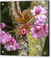 Flowering Almond V Acrylic Print