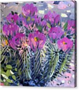 Flowering Cactus Acrylic Print