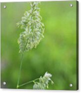 Flowering Tall Grass Acrylic Print