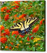 Flowers For Butterflies Acrylic Print
