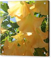 Flowers In The California Sun Acrylic Print