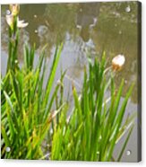Flowers In The Water Acrylic Print