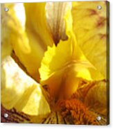 Flowerscape Yellow Iris Three Acrylic Print