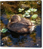 Fluffball Acrylic Print