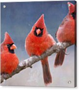 Fluffy Cardinal Trio Acrylic Print