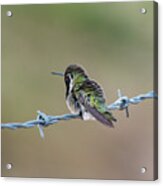 Fluffy Hummingbird Acrylic Print