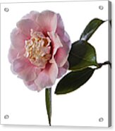Fluffy Pink Camellia Acrylic Print
