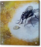 Fly And Honey Acrylic Print