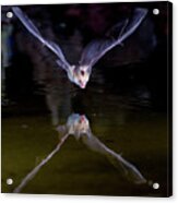 Flying Bat With Reflection Acrylic Print