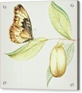 Flying Butterfly On A Anena Leaf By  Cornelis Markee 1763 Acrylic Print