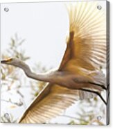 Flying Egret Acrylic Print