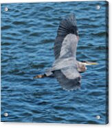 Flying Heron Acrylic Print