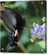 Flying In close up Acrylic Print