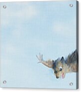 Flying Squirrel Acrylic Print