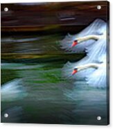 Flying Swans Abstract Acrylic Print