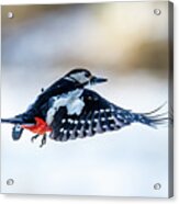 Flying Woodpecker Acrylic Print