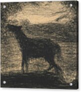 Foal Acrylic Print