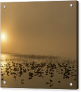 Foggy Sunrise Acrylic Print