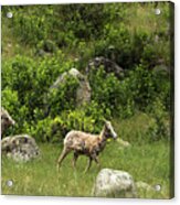 Follow The Leader Acrylic Print