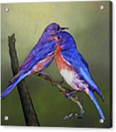 For Love Of Bluebirds Acrylic Print