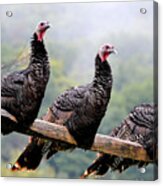 For The Turkeys Out There Acrylic Print