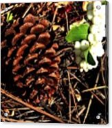 Forest Floor Acrylic Print