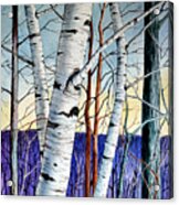 Forest Of Trees Acrylic Print