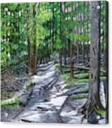 Forest Path Acrylic Print