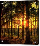 Forest Sunset Acrylic Print