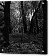 Forest Through The Trees Acrylic Print