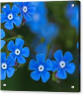 Forget-me-not Acrylic Print