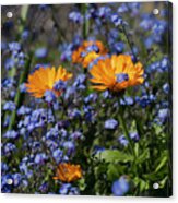 Forget-me-not Marigold Acrylic Print