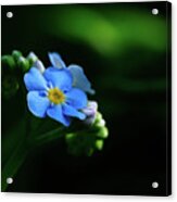 Forget-me-not Acrylic Print