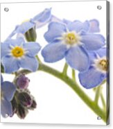 Forget-me-nots Acrylic Print