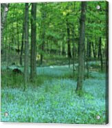 Forget-me-nots In Peninsula State Park Acrylic Print