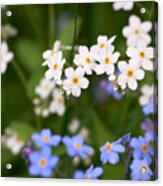 Forget Me Nots In White And Blue Acrylic Print