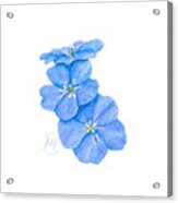 Forget Me Nots Acrylic Print