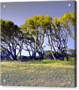 Fort Fisher Trees Acrylic Print