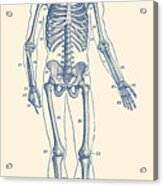 Forward Facing Skeletal Diagram - Vintage Anatomy Poster Acrylic Print