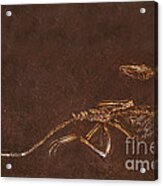 Fossil Of Dinosaur Coelophysis Bauri Acrylic Print