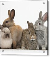 Four Baby Rabbits Acrylic Print