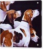 Four Fox Hounds Acrylic Print