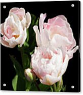 Four Pink Tulips And A Bud On Black Acrylic Print