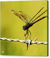 Four-spotted Pennant Acrylic Print