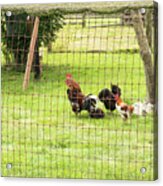 Fowl Residents Of Hovander Acrylic Print
